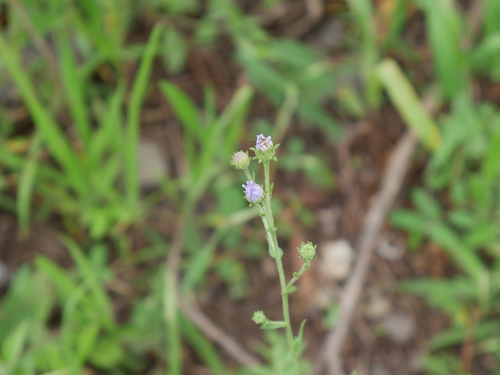 Psilactis asteroides