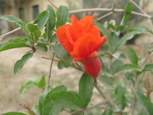 pomegranate