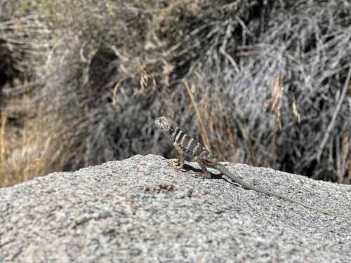 iNaturalist observation photo of Desert Collared Lizard