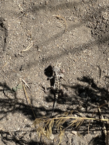 iNaturalist observation photo of Long-nosed Leopard Lizard