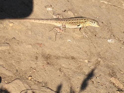 iNaturalist observation photo of Western Side-blotched Lizard