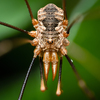 European Harvestman - Photo (c) Markus Horrer, all rights reserved, uploaded by Markus Horrer