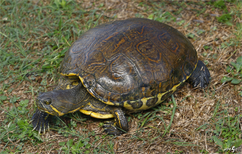 Mesoamerican Slider