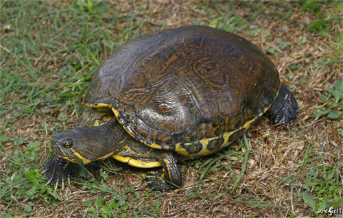 Mesoamerican Slider