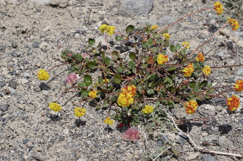 Eriogonum marifolium var. marifolium