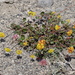 Eriogonum marifolium marifolium - Photo (c) Len Mazur, todos los derechos reservados, subido por Len Mazur