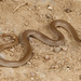 Taylor’s Ground Snake - Photo (c) Jake Scott, all rights reserved, uploaded by Jake Scott