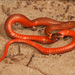 Florida Redbelly Snake - Photo (c) Jake Scott, all rights reserved, uploaded by Jake Scott