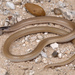 Plains Black-headed Snake - Photo (c) Jake Scott, all rights reserved, uploaded by Jake Scott