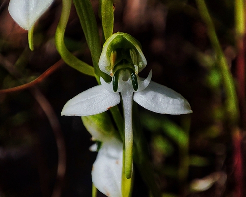 Habenaria falcigera