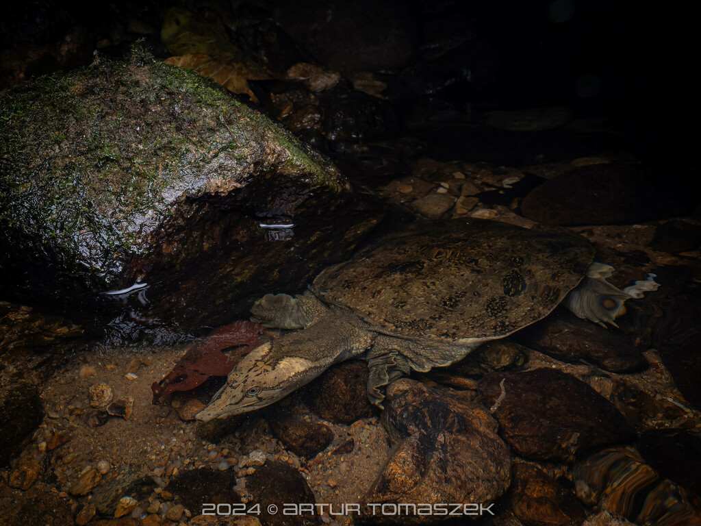 Photo by Artur Tomaszek