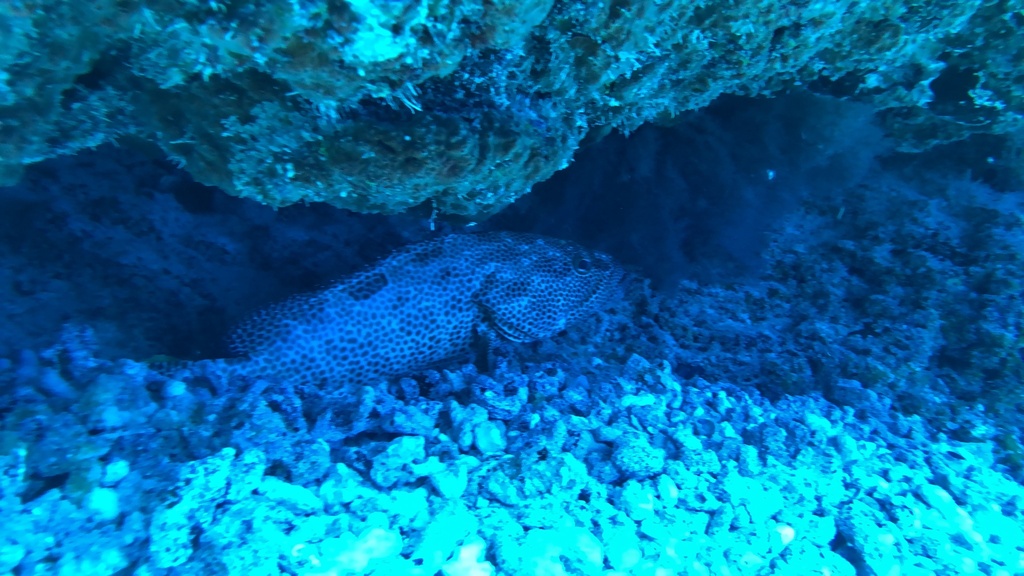 Greasy Rockcod