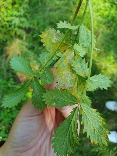 Quasipucciniastrum ochraceum