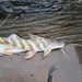 Zebra Catfish - Photo (c) Max Bernt, all rights reserved, uploaded by Max Bernt