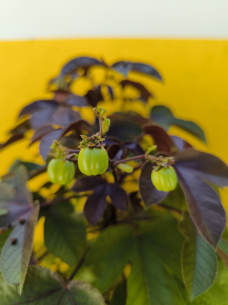 Bellyache Bush from FGQQ+FRM, Thinadhoo, Maldives on 28 August, 2024 at ...