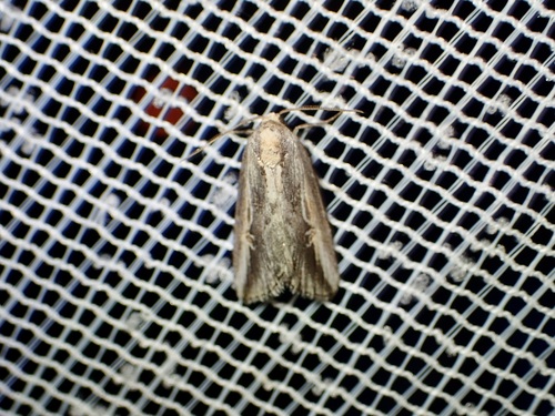 Eremaula