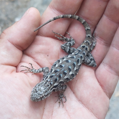 iNaturalist observation photo of Western Fence Lizard