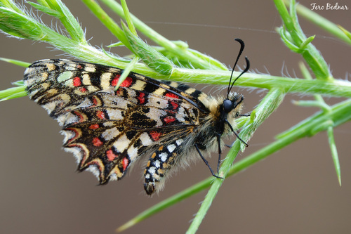 Zerynthia rumina
