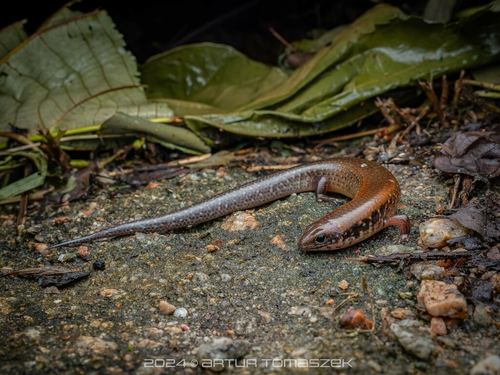 Chinese Ateuchosaurus (Ateuchosaurus chinensis)