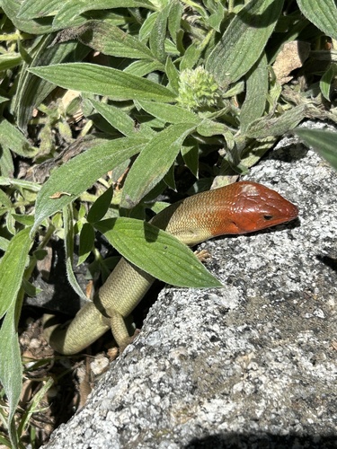 iNaturalist observation photo of Gilbert's Skink