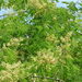 Piptadenia obliqua - Photo (c) Enrique Flores, all rights reserved, uploaded by Enrique Flores