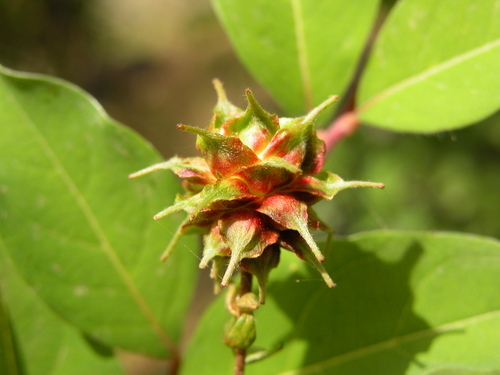 Anogeissus dhofarica