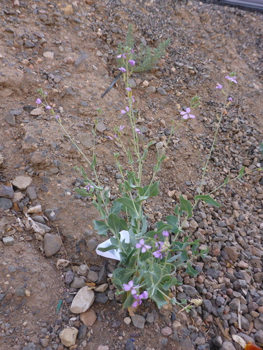 Violet Cabbage