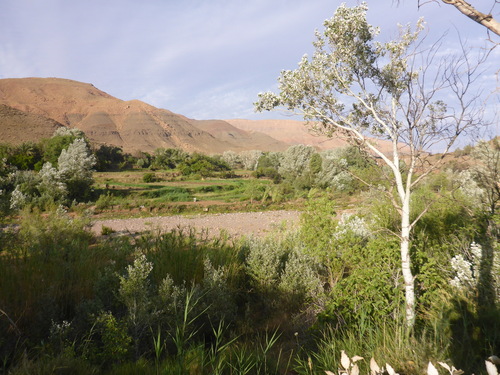 white poplar