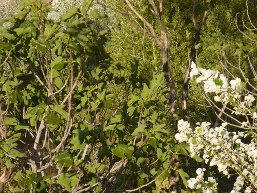 common fig