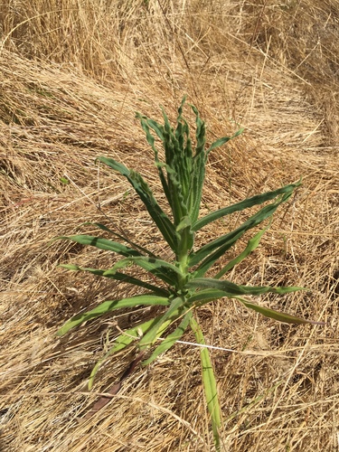 Tarweed foliage
