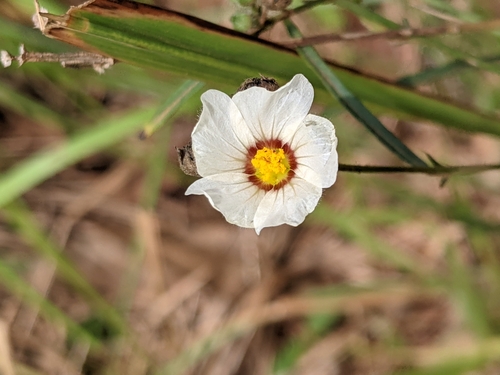 Flaxleaf Fanpetals