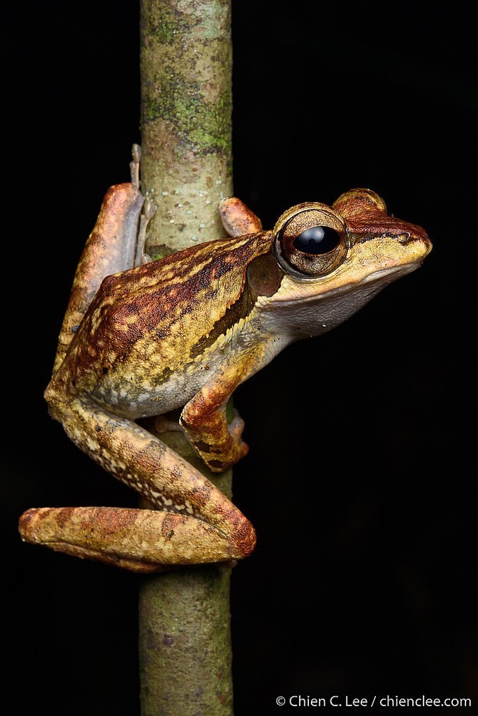 Dark-eared Tree Frog