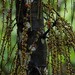 Ficus pungens - Photo (c) Chien Lee, todos los derechos reservados, subido por Chien Lee