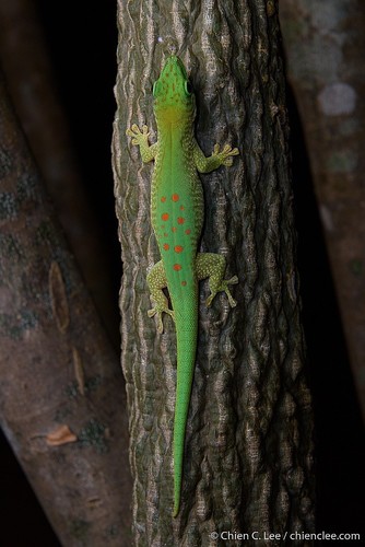 Koch's Giant Day Gecko