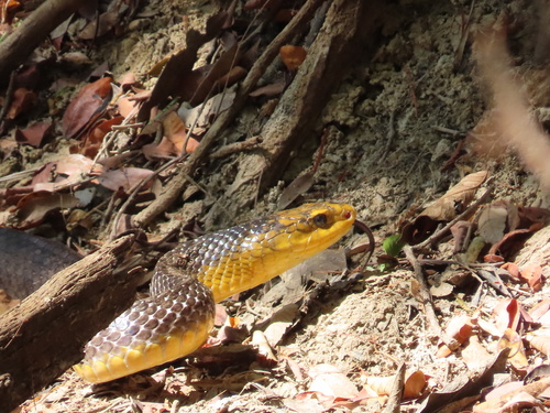 Yellow-tailed Indigo Snake