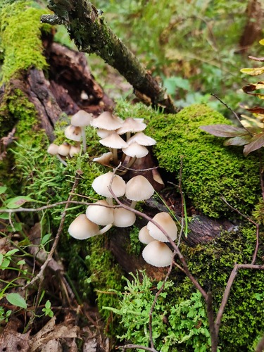 Mycena inclinata