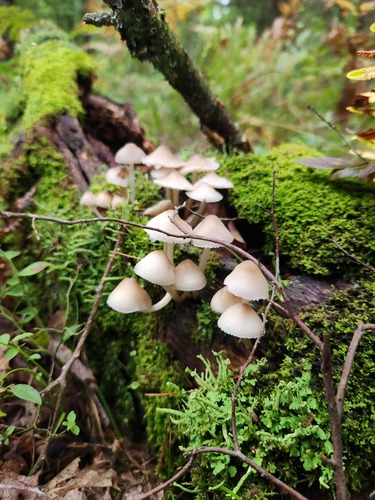 Mycena inclinata (Photo 2 of 5)