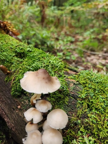 Mycena inclinata (Photo 3 of 5)