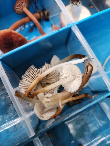 Mycena inclinata (Photo 5 of 5)