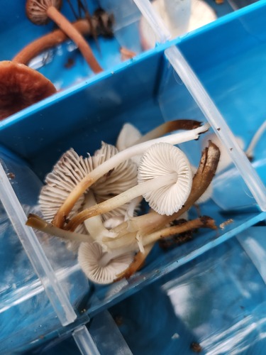 Mycena inclinata (Photo 4 of 5)