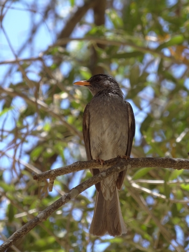 Malagasy Bulbul