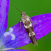 Scythris - Photo (c) amoorehouse, all rights reserved, uploaded by amoorehouse