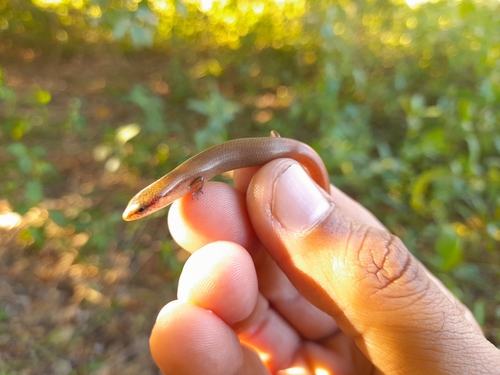 Red Forest Skink (Scincella assata)