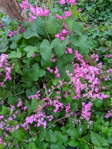 Coral Vine