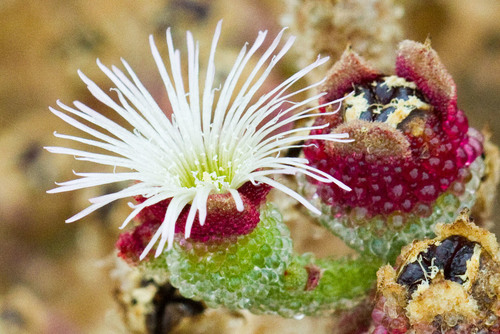 Crystalline ice plant