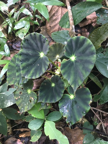 Begonia mazae