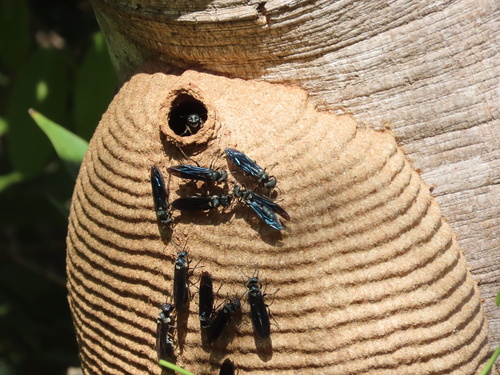 Synoeca surinama