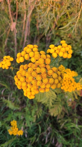 tansy