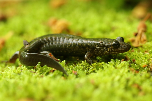 Cherokee Blackbelly Salamander