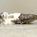 Notocelia cynosbatella - Photo (c) David Beadle, todos los derechos reservados, subido por David Beadle